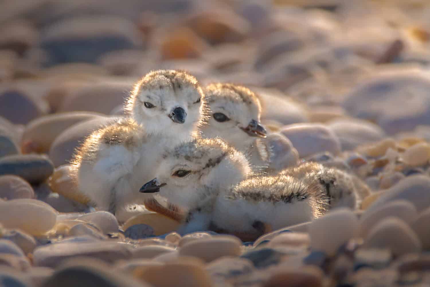 Four beautiful babies of piping plover (Charadrius melodus) are close together and  surrounded by pebbles on a beach during sunset.