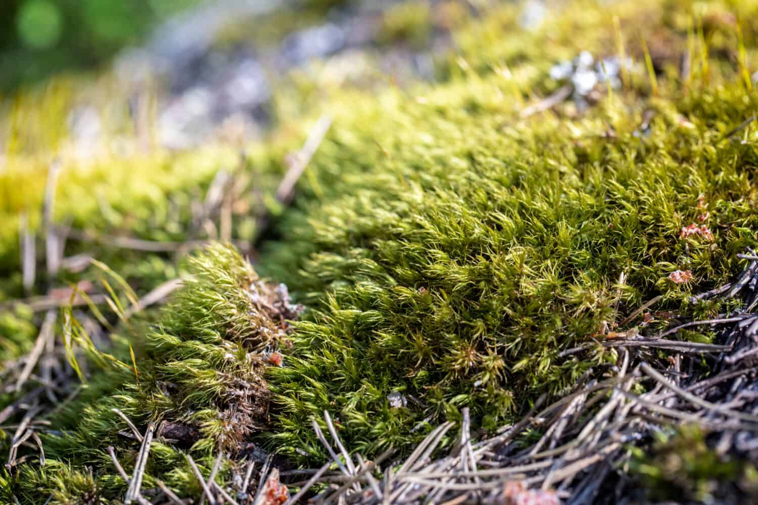 Discover 11 Plants And Animals Atop Washington State's Tallest Mountain 