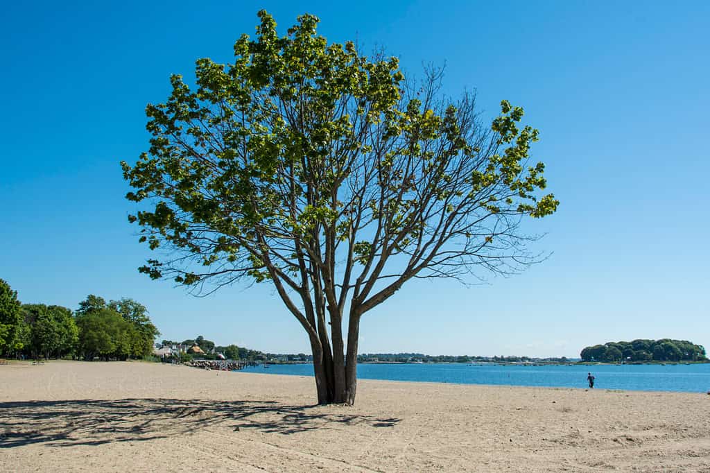 A tree on the beach on a beautiful summer day by the Long Island Sound at Calf Pasture Beach in Norwalk, Connecticut USA