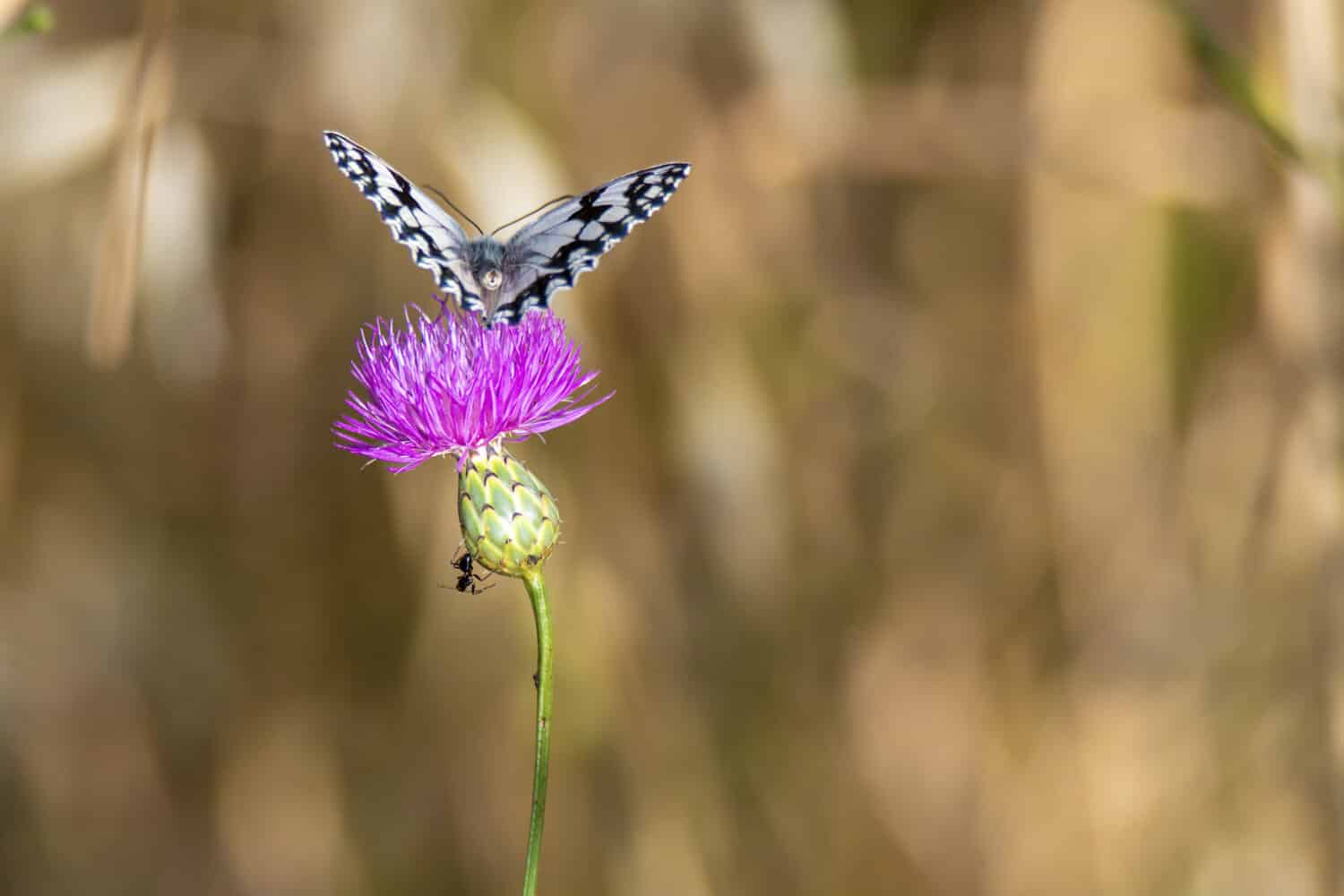 A beautiful selective focus shot of an old world swallowtail butterfly sitting on top of spiny plumeless thistle flower with an ant climbing the stem