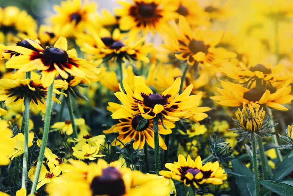 Yellow flowers of dyer's camomile Anthemis tinctoria, wildflower. Rudbeckia, Beautiful field meadow flowers chamomile in morning against sun.