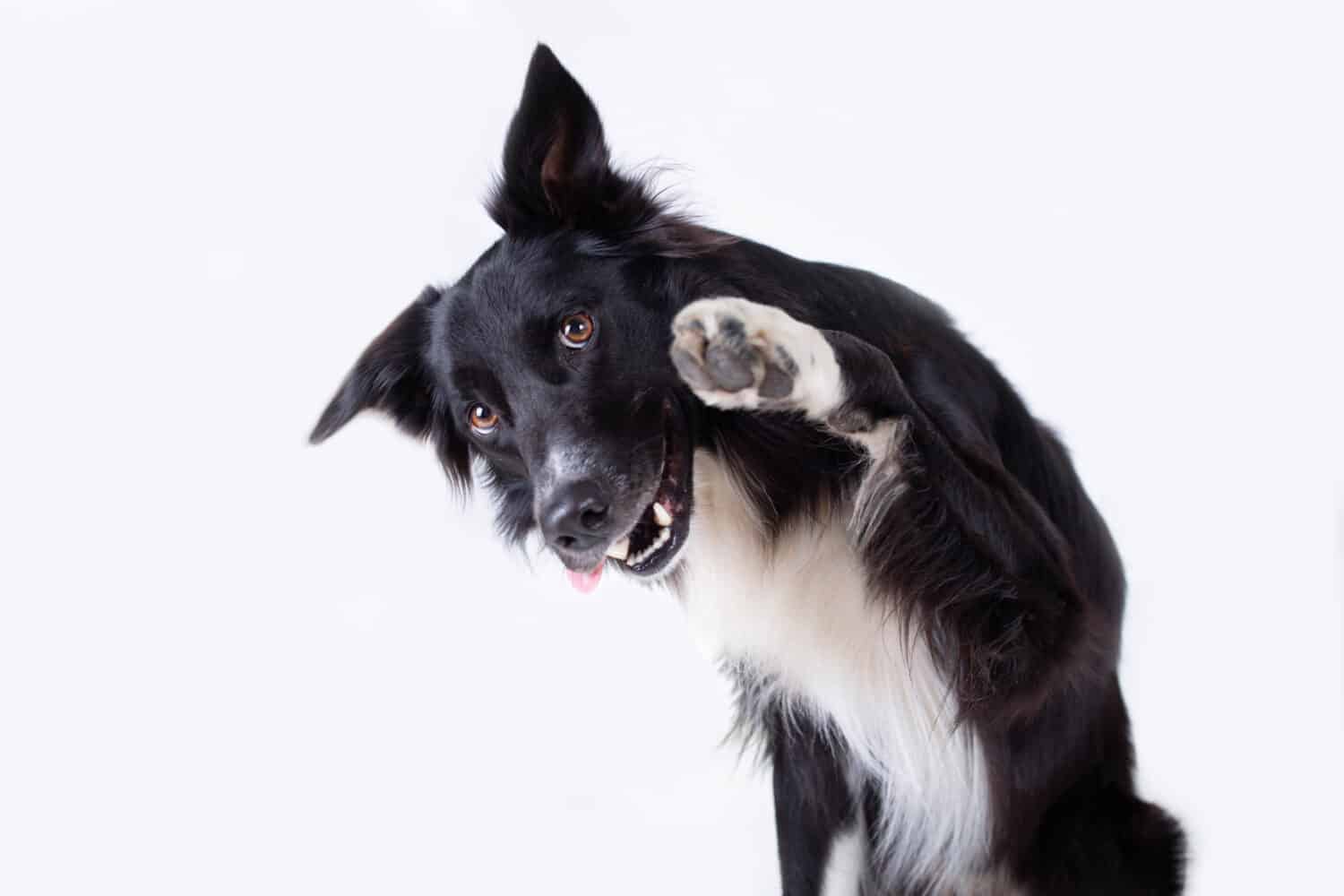 Close up portrait of a adorable purebred Border Collie dog looking aside raising up one of his front paws isolated over grey wall background with copy space. Funny puppy showing tongue, mouth open.