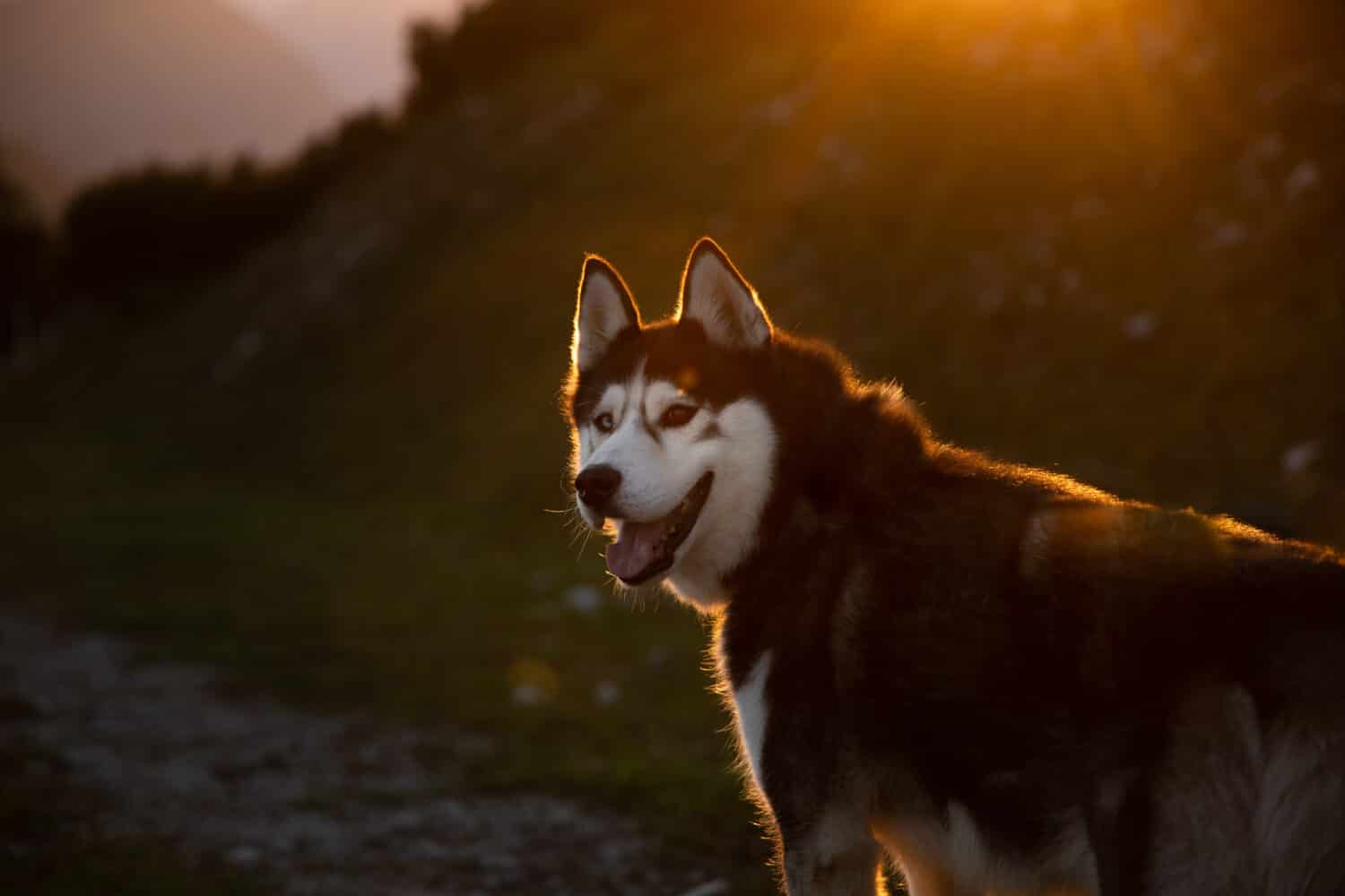 A lonely Sakhalin husky walking in the mountains at sunset in Austria, Tauplitz