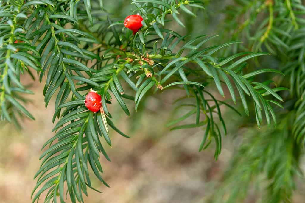 a close up view of small red berries of the canada yew plant
