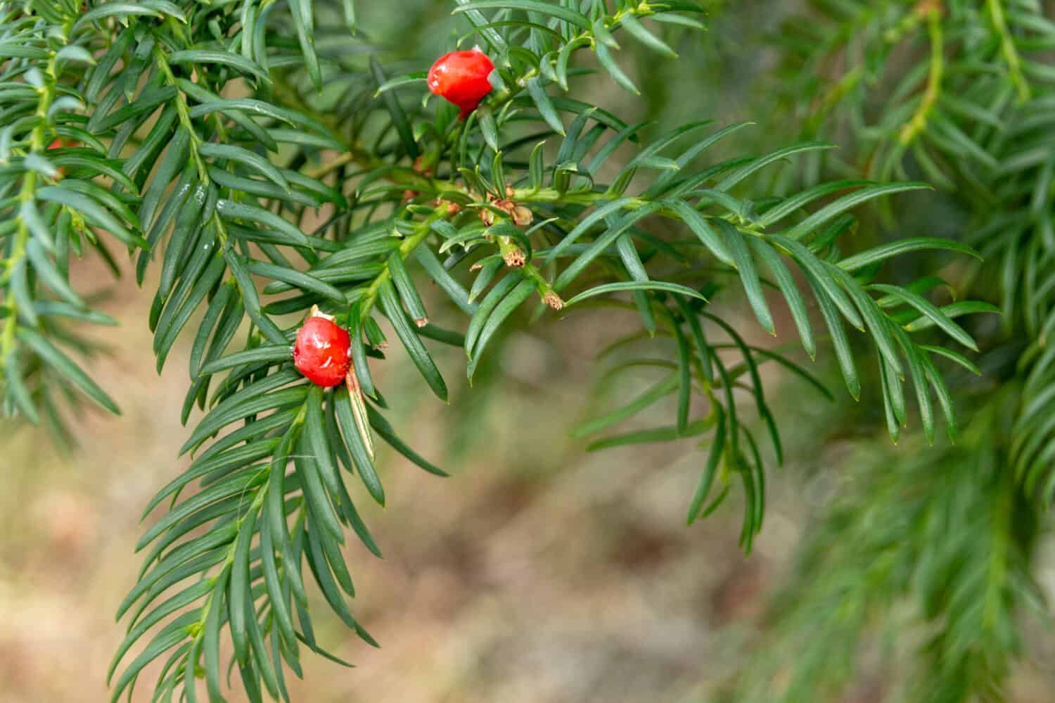 a close up view of small red berries of the canada yew plant 