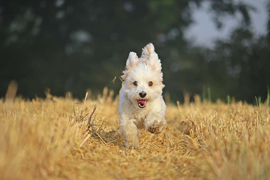 funny small havanese is running on a stubble field