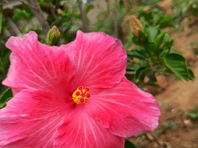 A Can Hibiscus Survive Winter? 5 Tips for Keeping It Alive
