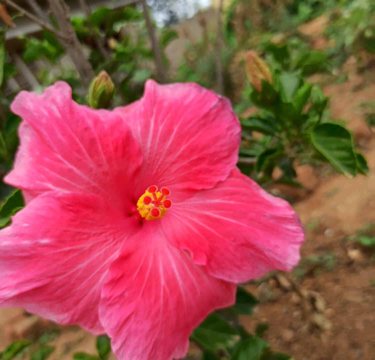 Mystic pink hibiscus are attractiveand hibiscus are heat tolerant 