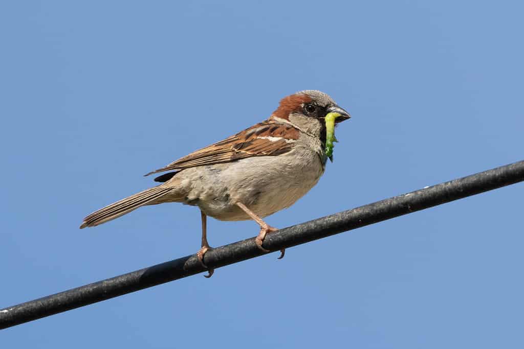 House sparrow (passer domesticus) with green grub in beak perched on black cable