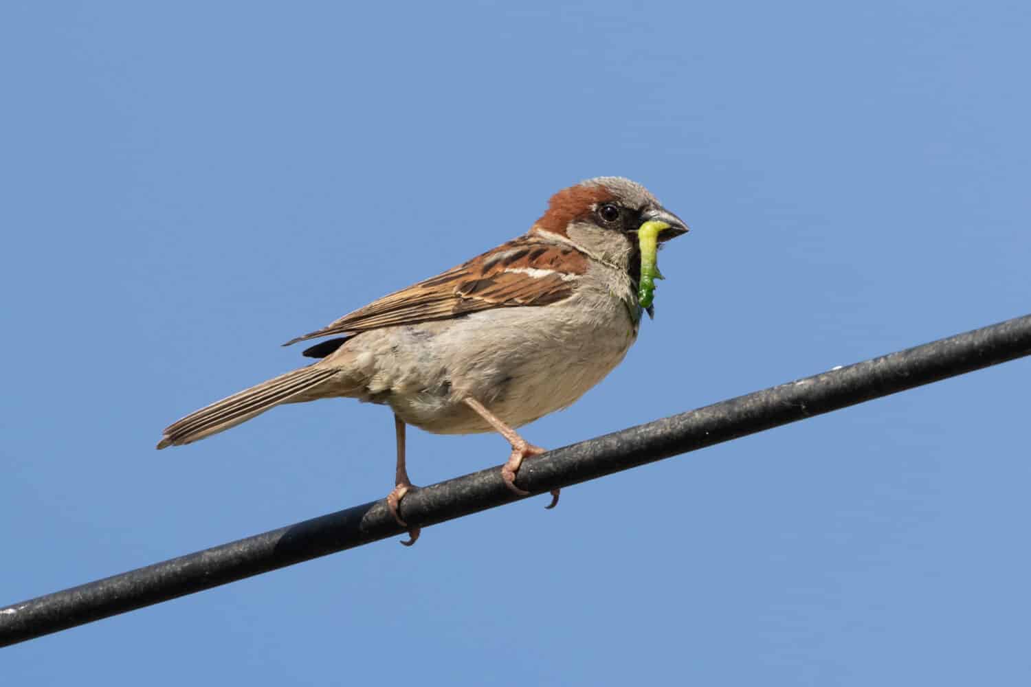 House sparrow (passer domesticus) with green grub in beak perched on black cable