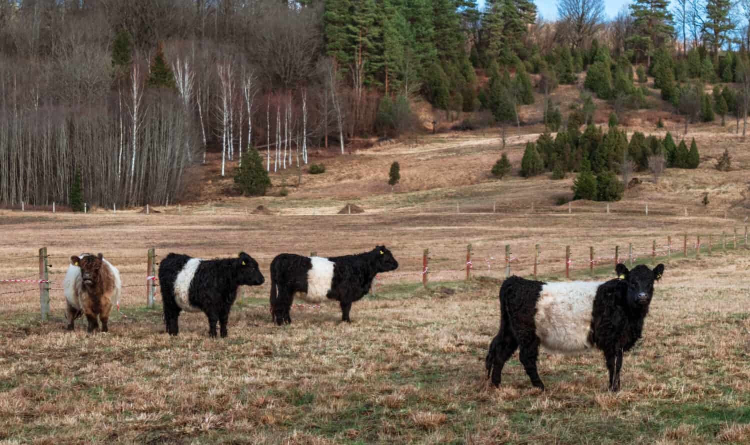 Four Belted Galloway cows in pasture on an overcast winter day.