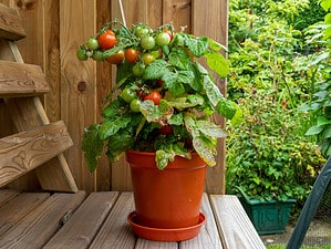 The 15 Most Common Pests Damaging Tomato Plants photo