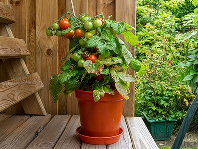 How Often Do You Water Tomato Plants? 7 Critical Care Tips for a Juicy ...