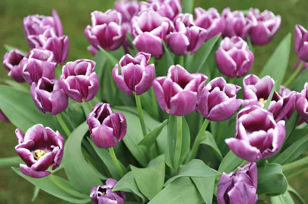 A bouquet of purple and white Triumph tulips (Tulipa) Arabian Mystery on an exhibition in May 2014