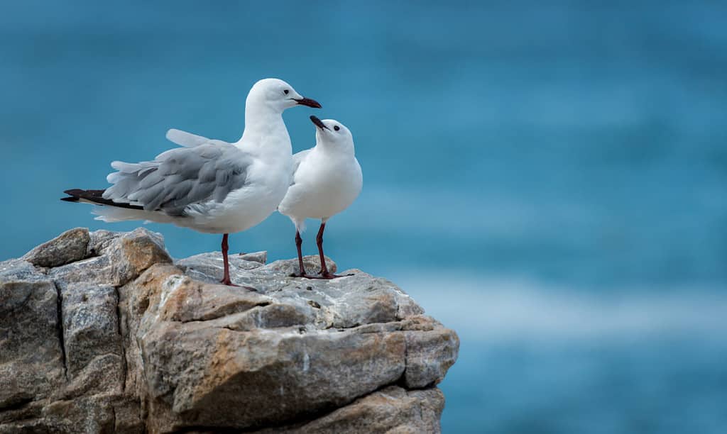 seagulls at the rocky shore of the indian ocean in south Africa -lloking as they are a family or a couple for eternity