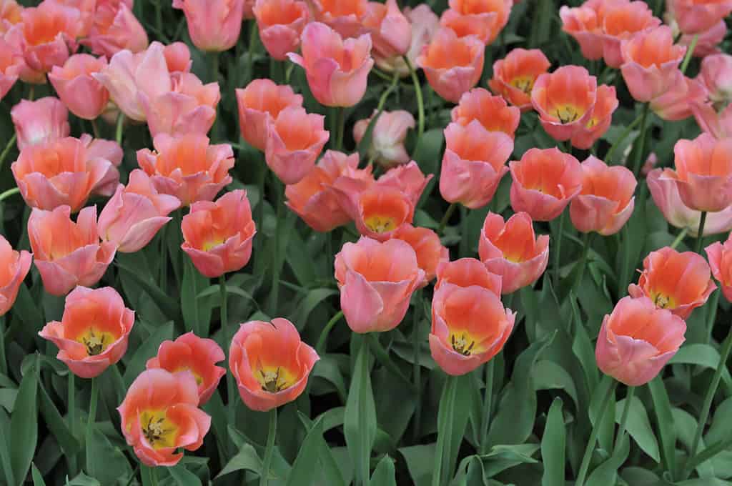 Pink Single Early tulips (Tulipa) Beauty Queen bloom in a garden in April 2009