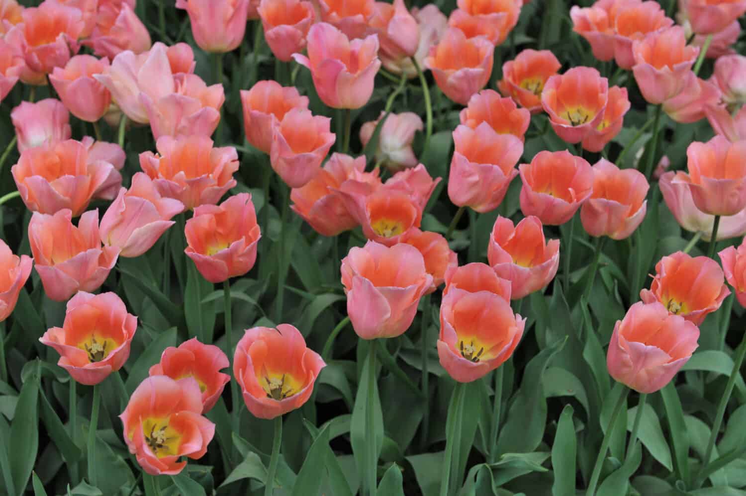 19 Eye-Catching Types of Pink Tulips - A-Z Animals