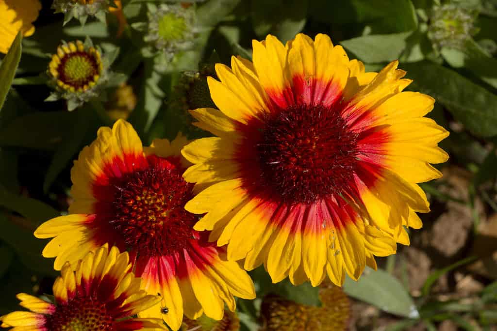 The Indian blanket flowers growing in a field look like woven fabric.
