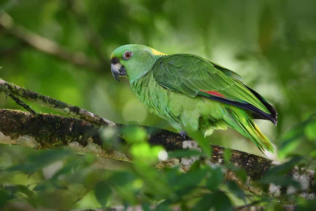 Discover 11 of the Most Expensive Parrots in the World AZ Animals
