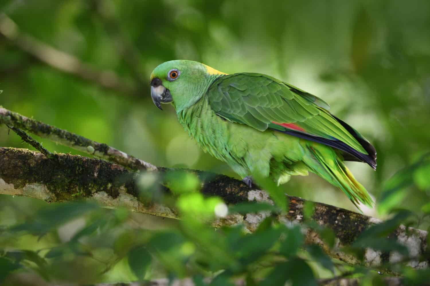 Yellow-naped amazon parrot perched on tree