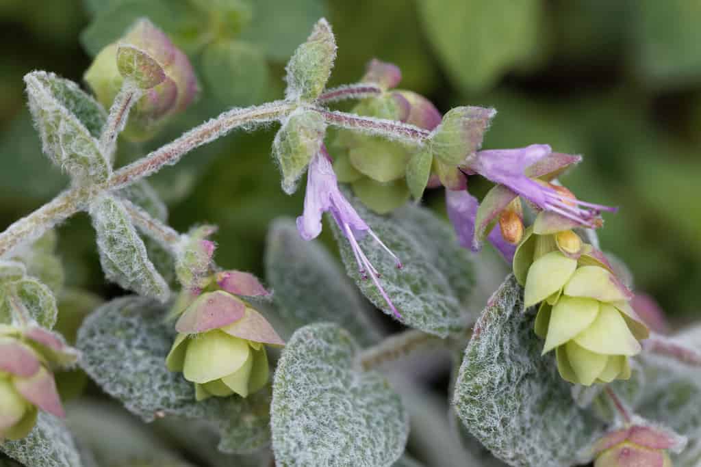 Flower of a Cretan dittany or hop marjoram, Origanum dictamnus, a spice and medical plant from Crete, Greece.