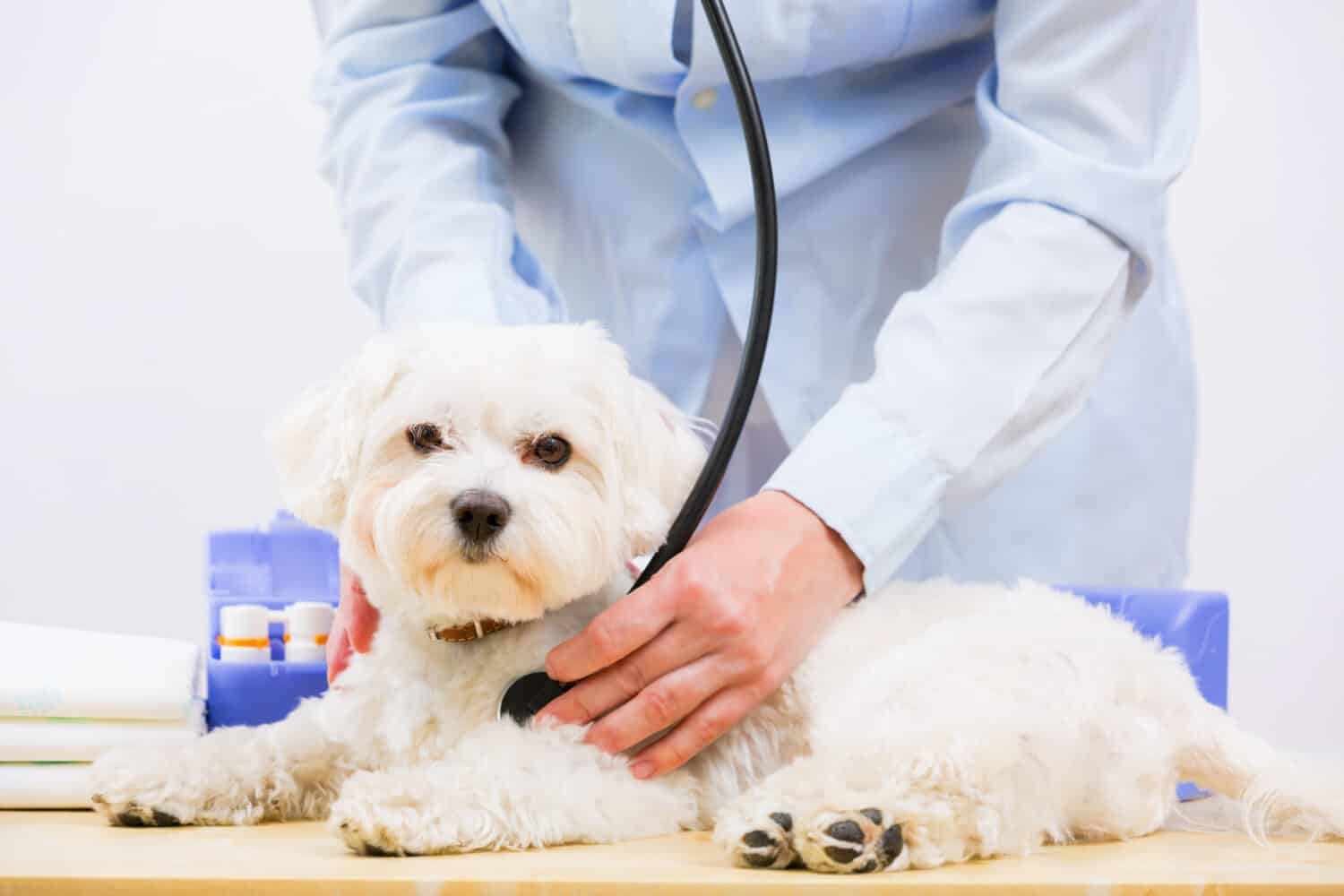 Veterinary treatment - lovely Maltese dog and friendly veterinary