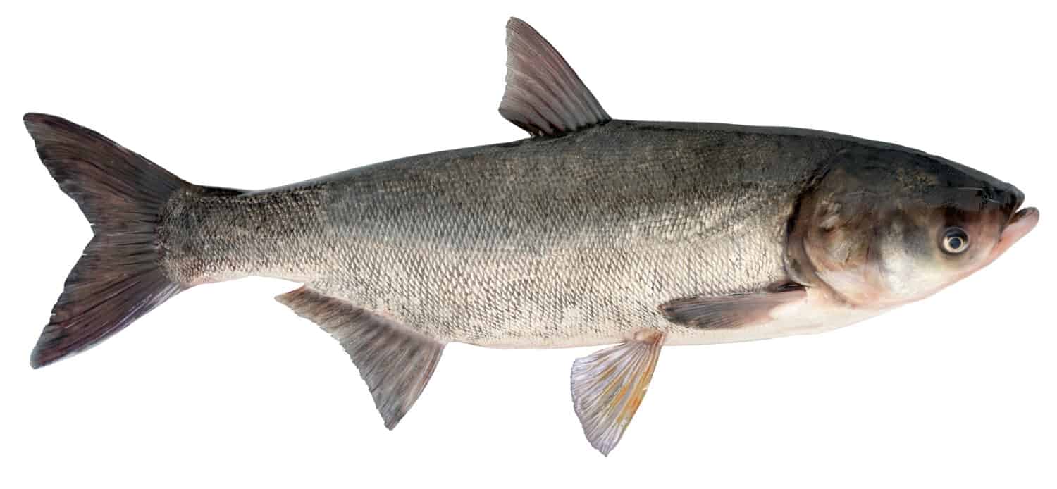Freshwater fish isolated on white background closeup. The silver carp or asian carp  is a fish in the carp family Cyprinidae, type species: Hypophthalmichthys molitrix	