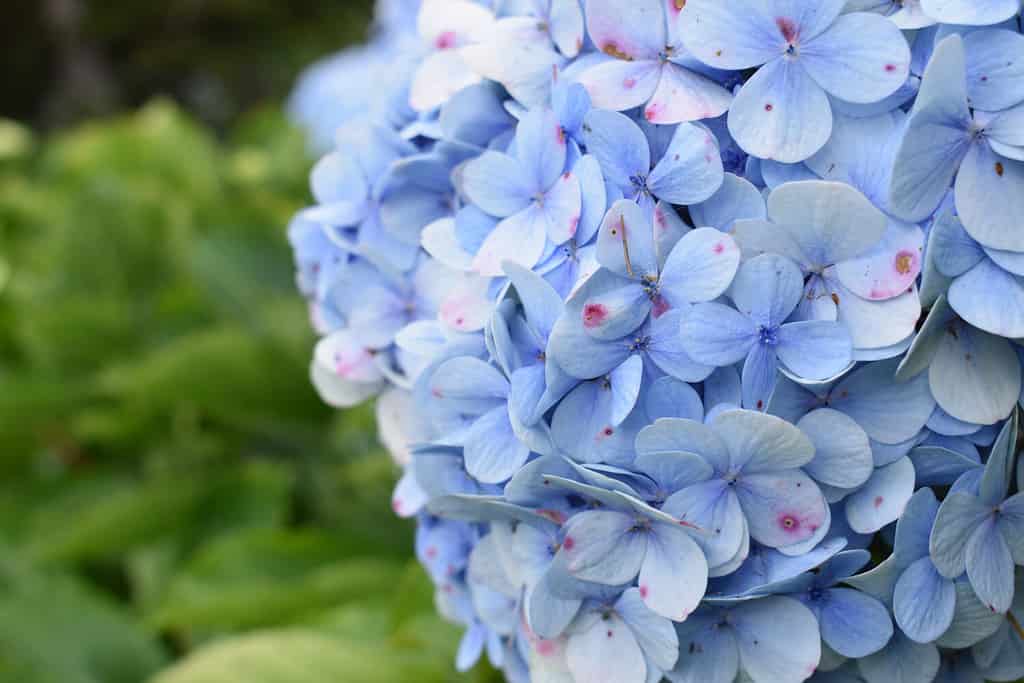 A closeup of hydrangea blue deckle flowers
