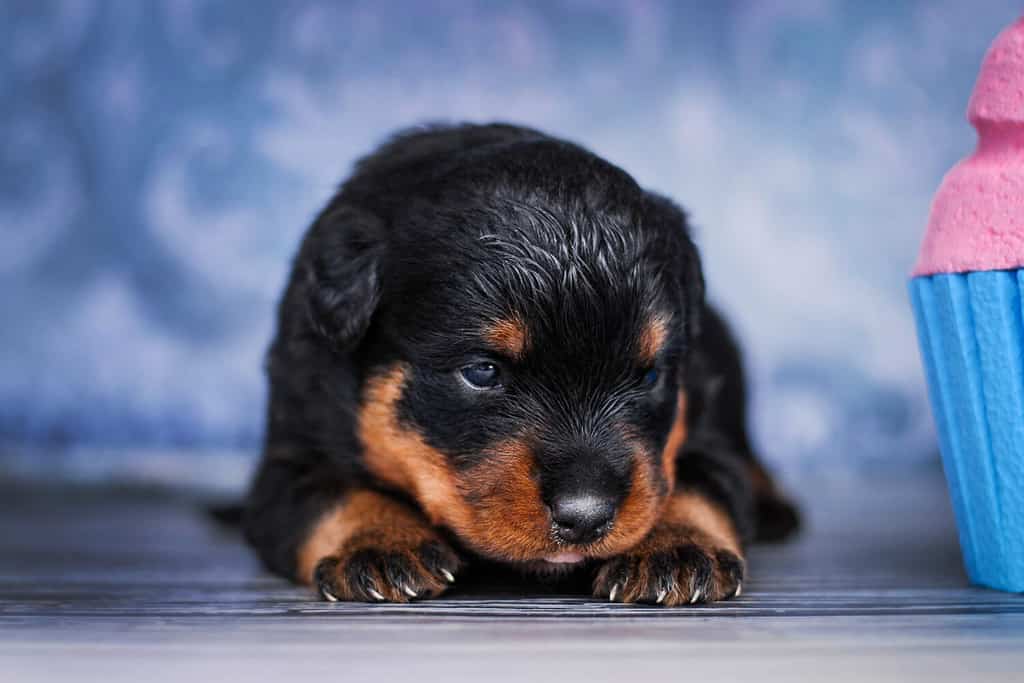 Cute newborn rottweiler puppy on a computer printable background