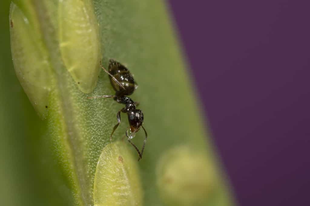 A macro shot of a brachymyrmex ant on a green plant