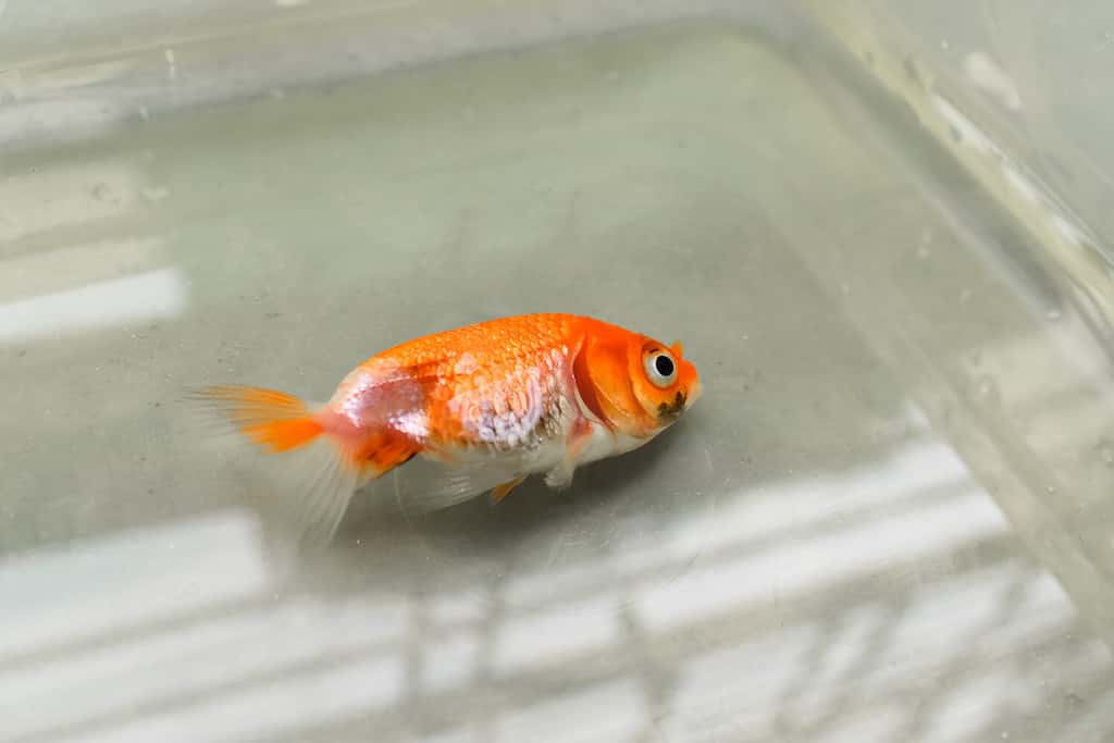 Lionhead goldfish died due to poor water quality i.e. ammonia poisoning. Dead Small fish on the surface of water.