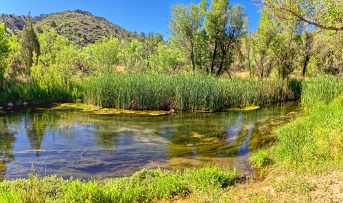 The Verde River just west of Stewart Ranch in the Upper Verde River Wildlife Area in Arizona. This section of the river is being fed by underground Springs.