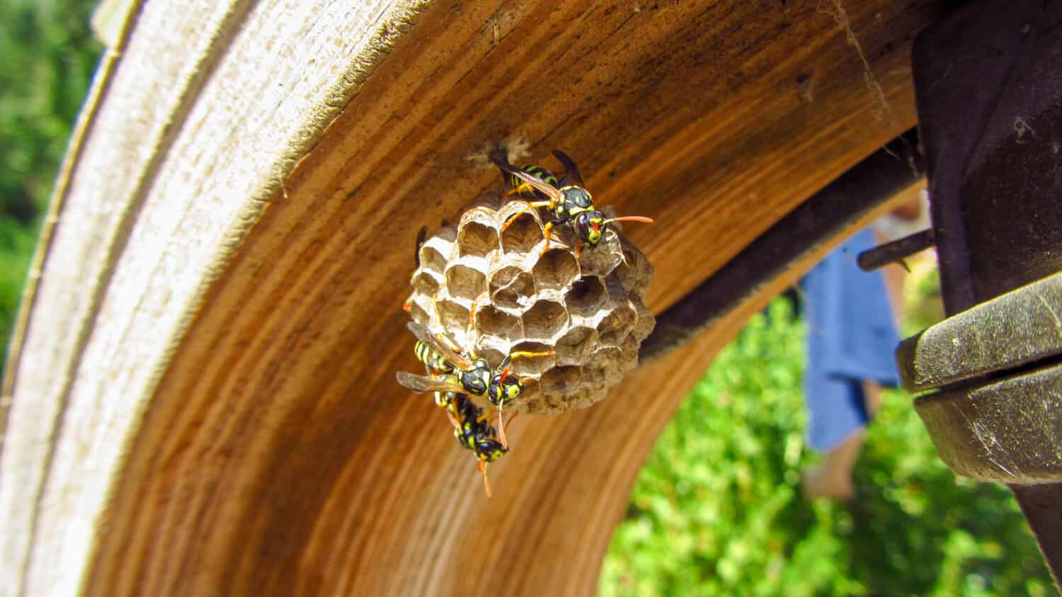 Wasps swarm on their paper nest as it hangs from an outdoor structure. Macro of an insect in nature.