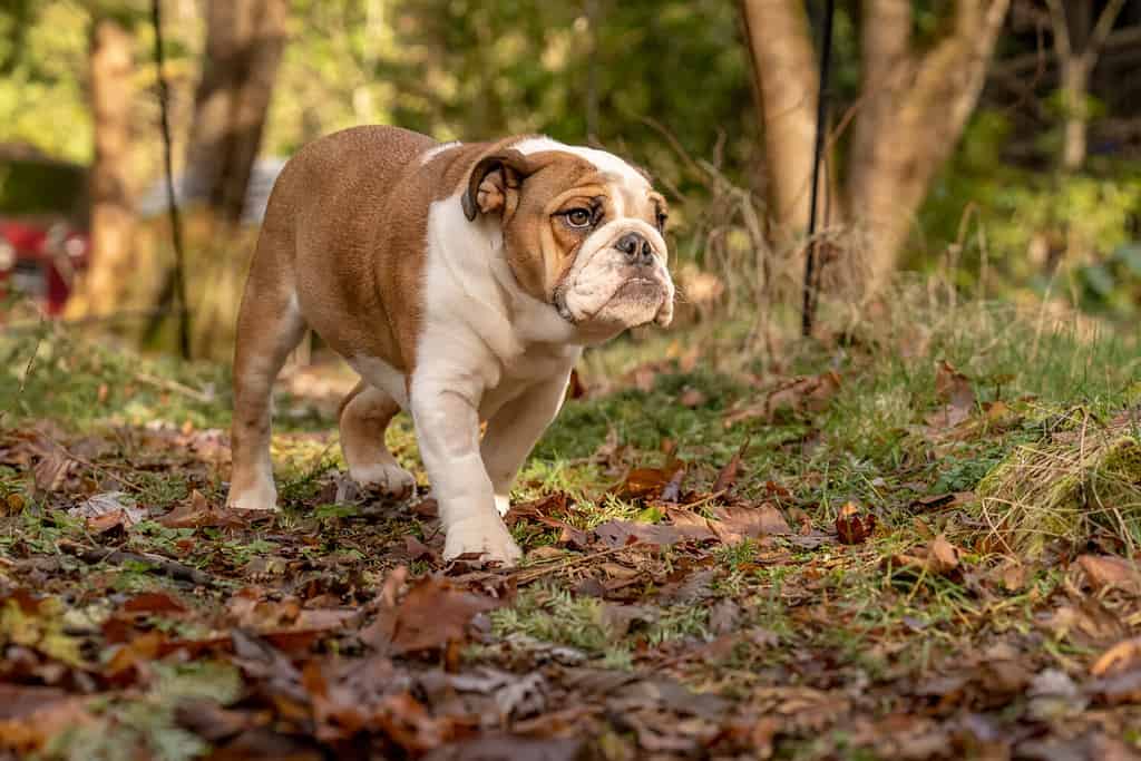 A brown and white bulldog with a mischievous look in its eyes. 