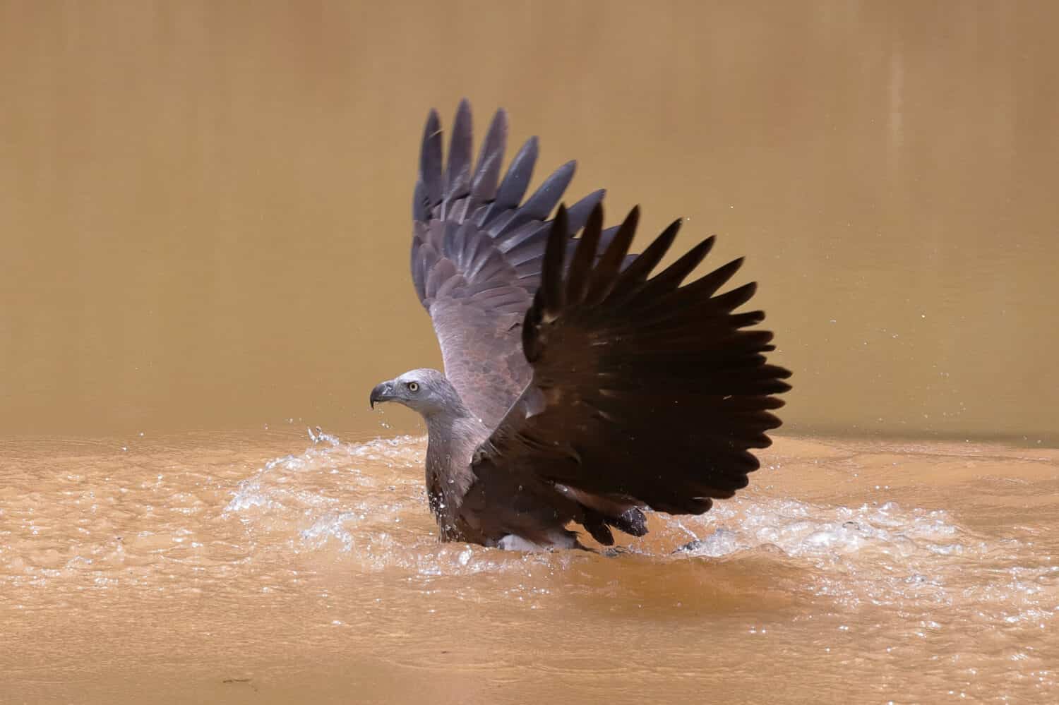 Grey Headed Fish Eagle exiting the water after a strike