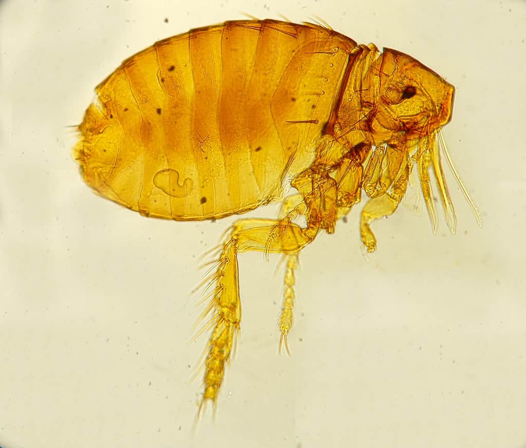 Female Echidnophaga gallinacea flea mounted