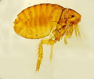 Why Do Fleas Even Exist? Discover Their Purpose in the Environment Picture