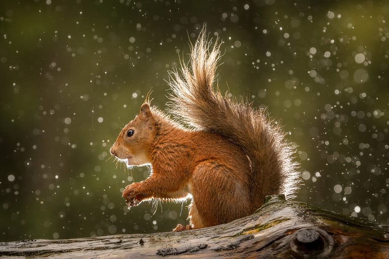 10 Fascinating Facts About Red Squirrels - A-Z Animals