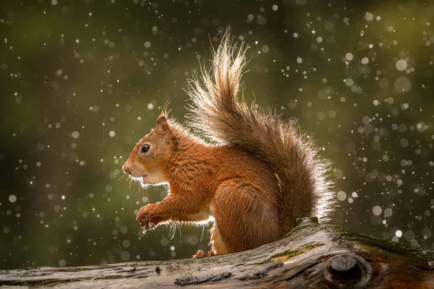 Red Squirrel in the Rain. England. 