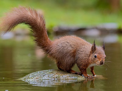A Can Squirrels Swim? 7 Facts About These Critters and Water