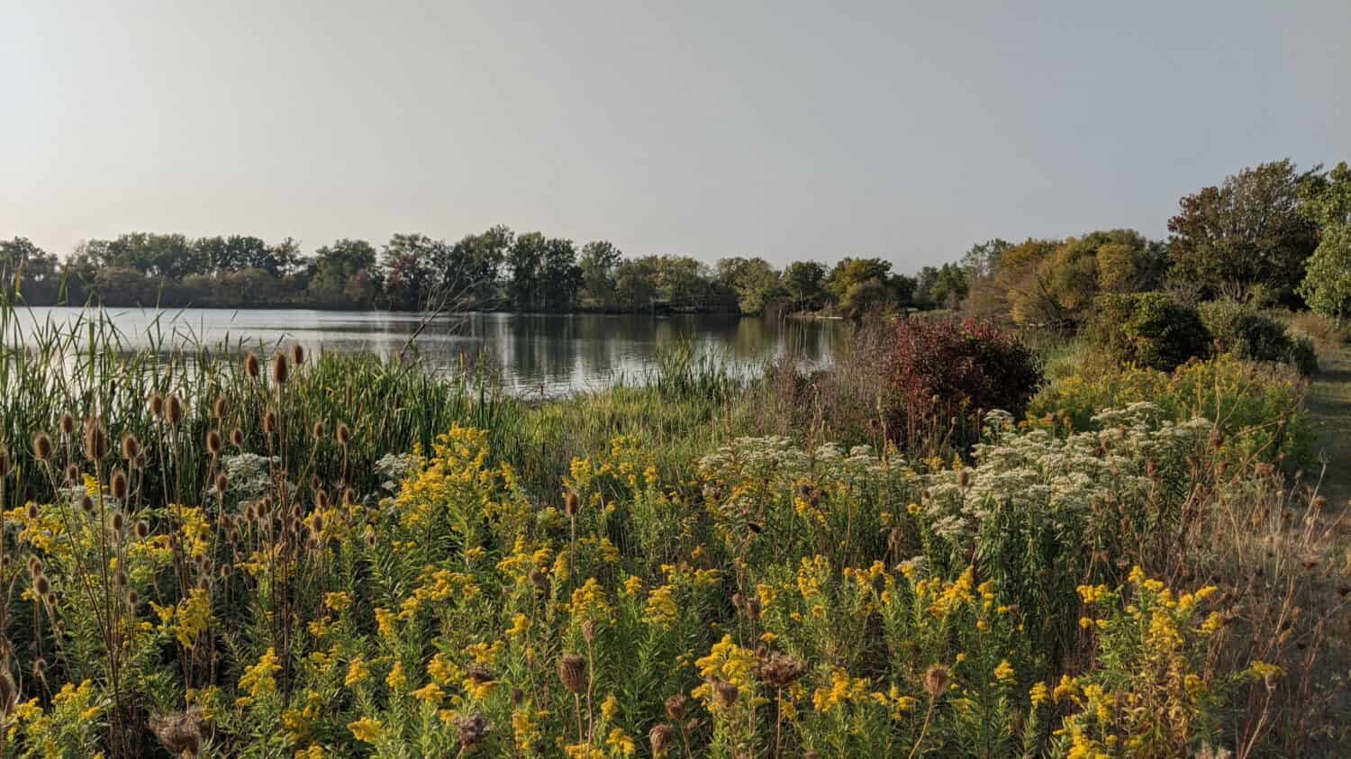 Wildflowers and trees on the edge of a marsh at Sterling State Park in Monroe Michigan