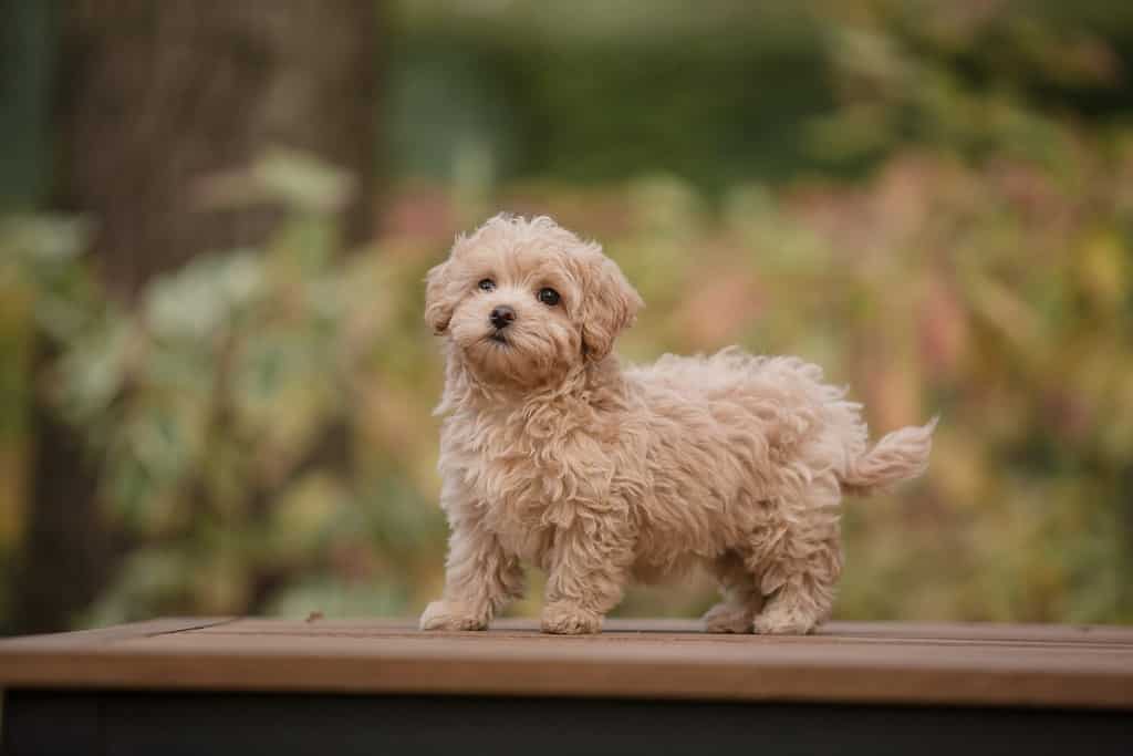 Adorable Maltese and Poodle mix Puppy or Maltipoo dog.