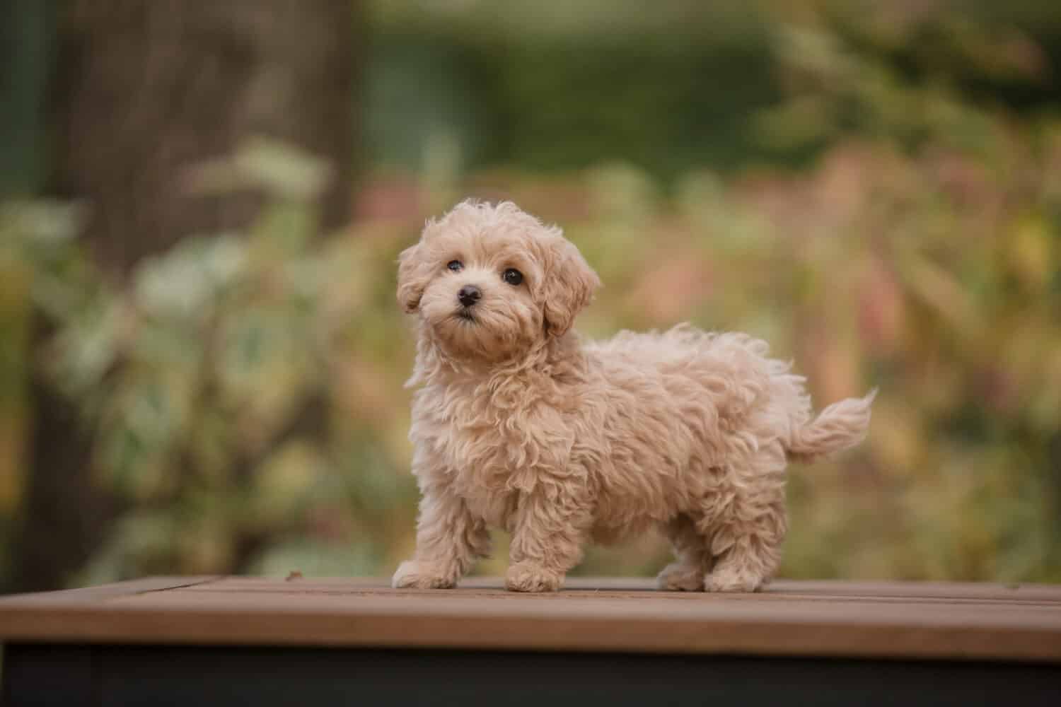 Adorable Maltese and Poodle mix Puppy or Maltipoo dog.