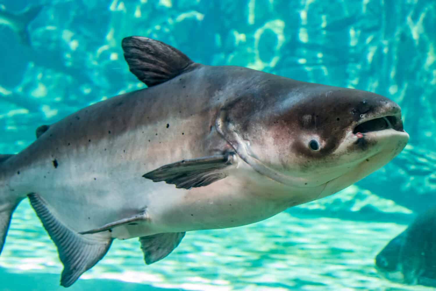 The Mekong giant catfish (Pangasianodon gigas) is a large, critically endangered species of catfish, native to the Mekong basin in Southeast Asia and adjacent China.