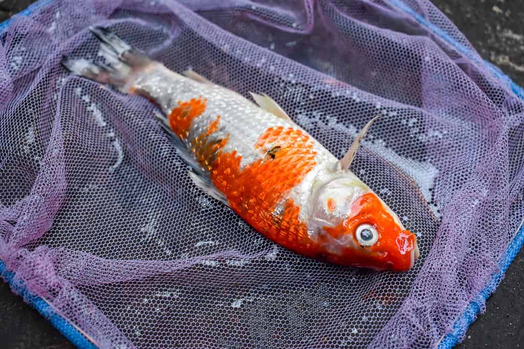 Kohaku Koi fish died due to poor water quality i.e. ammonia poisoning. Caught by fishing net. Right upper view.