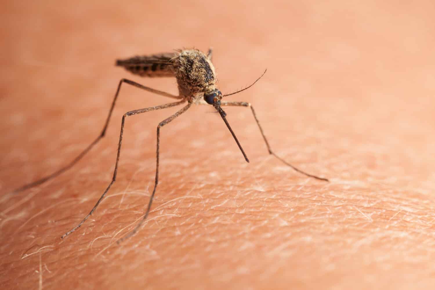 Macro shot of Northern house mosquito (Culex pipiens) sitting on human skin 