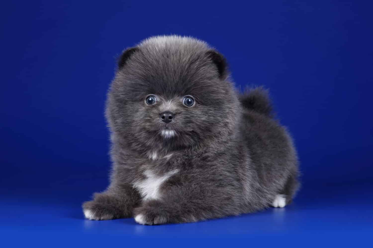 Little funny spitz puppy on a blue background