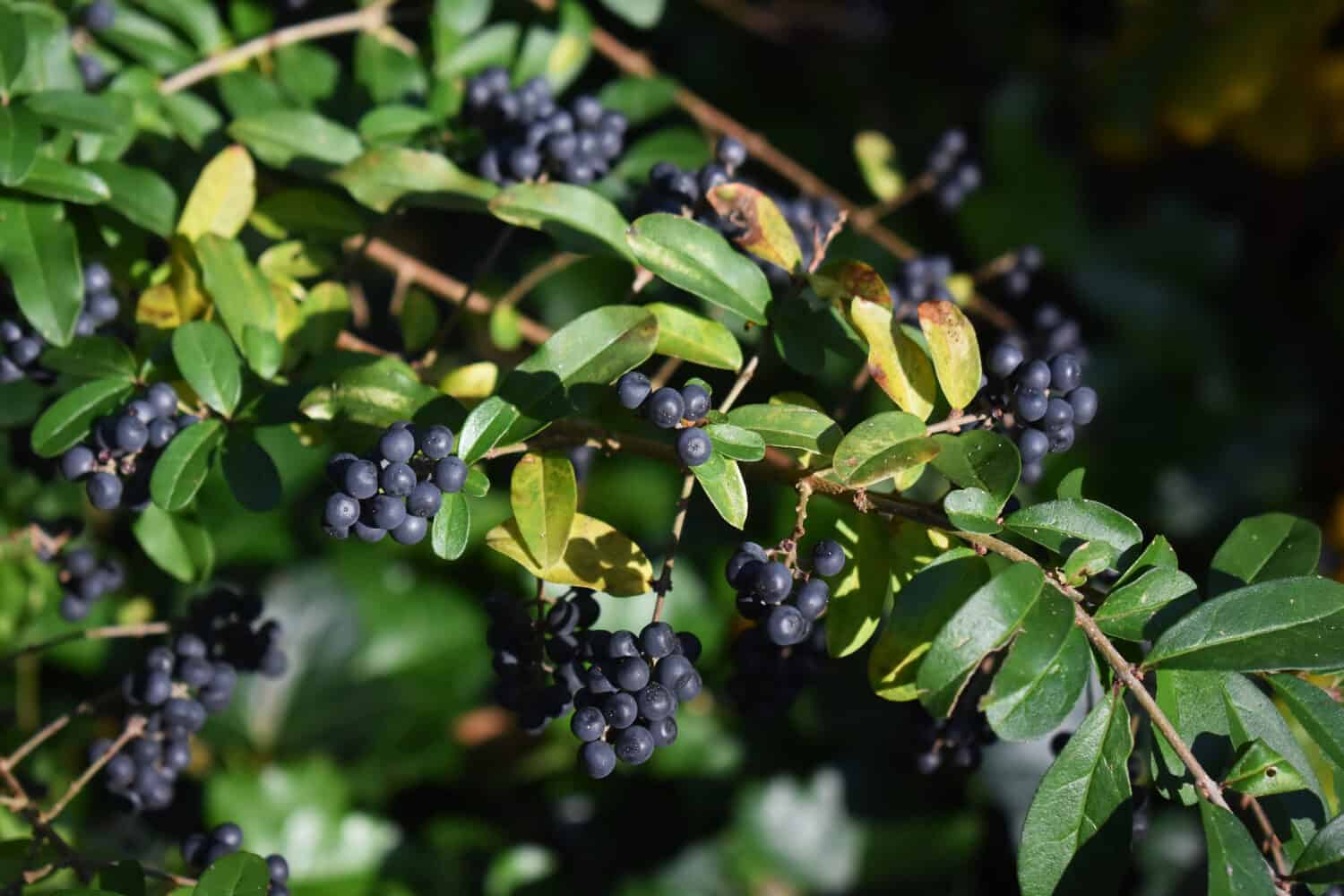 Branches with berries of Ligustrum sinense or Chinese privet, in the garden.