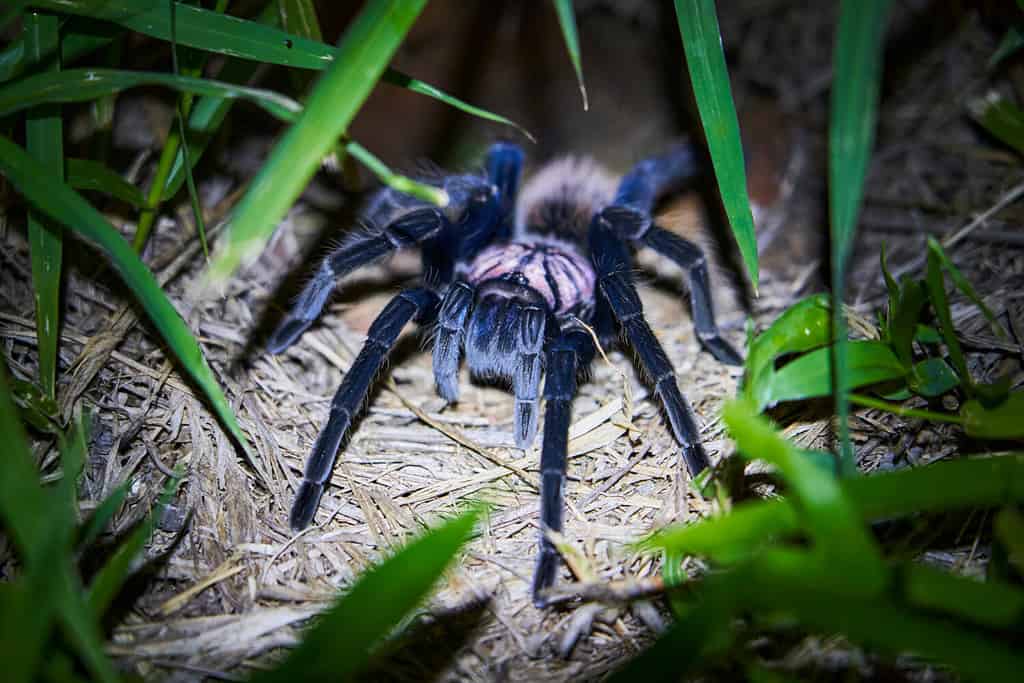 The Colombian lesserblack tarantula, Xenesthis immanis, is a large terrestrial bird spider, with hairy legs and body and a beautiful pattern.