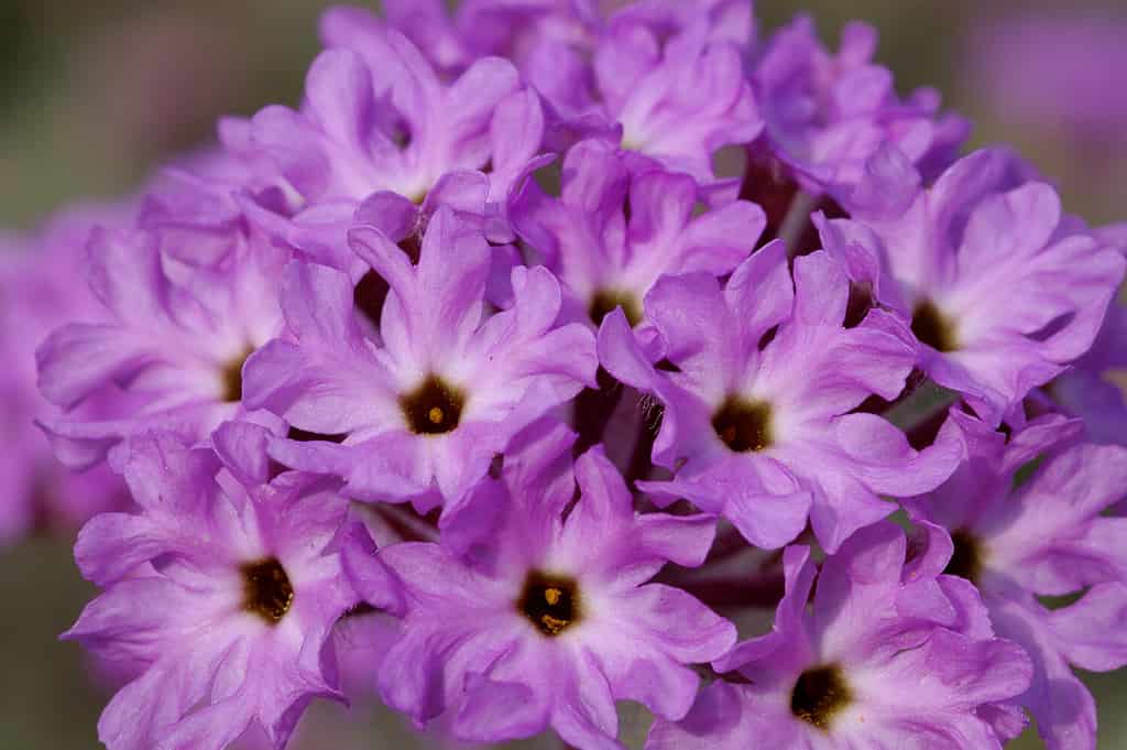 Desert sand verbena flowers